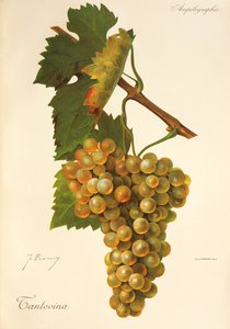 Tantovina grape by Jules Troncy
