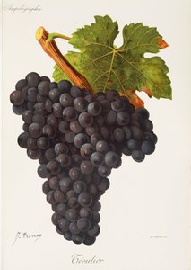 Teoulier Grape by Jules Troncy