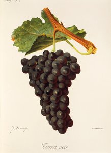 Terret Noir grape by Jules Troncy