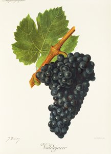 Valdiguier grape by Jules Troncy