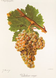 Valteliner Rouge grape by Jules Troncy