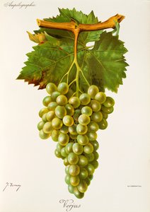 Verjus Grape by Jules Troncy