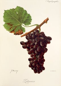 Zitania grape by Jules Troncy