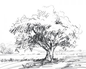Rustic Tree Drawing