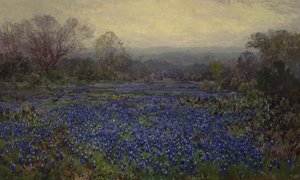 Untitled - Field of Bluebonnets