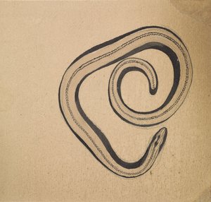 Slowworm