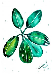 Fresh Rhododendron Leaves by Julija Belickienė