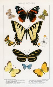 American Butterflies by Julius Bien