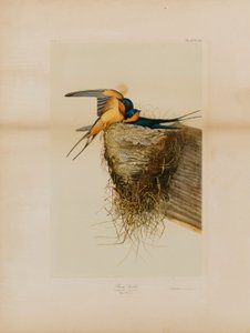 Barn Swallow