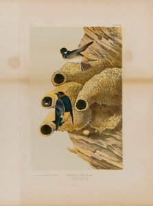 Cliff Swallows