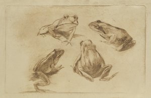 Frogs by Julius Wohlers