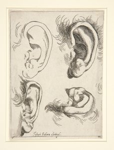 Studies of Four Ears by Jusepe de Ribera