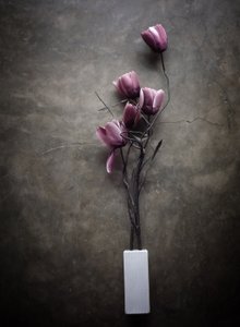 Moody Purple Tulips by Kahar Lagaa
