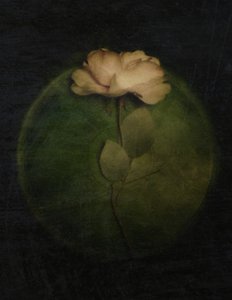 Moody Rose Glow by Kahar Lagaa