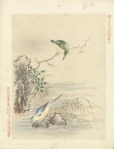 Kingfisher Looking at Bird by Water
