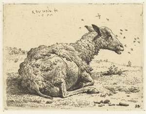 Lying Sheep with Flies