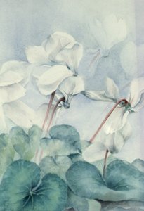 Cyclamen, Triumph White