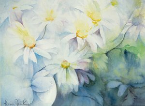 Daisies, Shasta