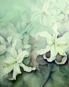 Lilies, White Auratum