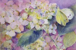 Pale Clouded Yellow Butterfly, Colias Hyale on Hydrangea by Karen Armitage