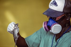 Lab Technician Holding a Lassa Rat and Wears a Face Mask to Prevent Getting Lassa Fever
