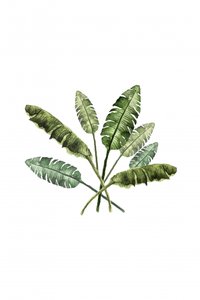 Vibrant Tropical Leaves
