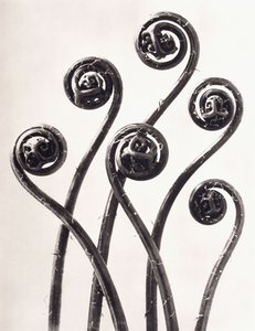Adiantum Pedatum - American Maidenhair Fern, Young Rolled-up Fronds Enlarged Eight Times by Karl Blossfeldt