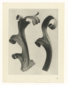 Plant Studies (Urformen der Kunst: photographic plant images series)
