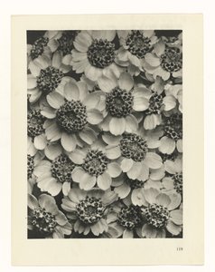 Plant Study