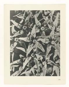 Plant Study