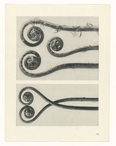 Plant Study (Urformen der Kunst series)