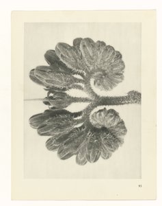 Plant Study (Urformen der Kunst series)