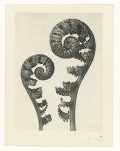 Plant Study (Urformen der Kunst series)