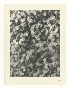 Plant Study (Urformen der Kunst series)