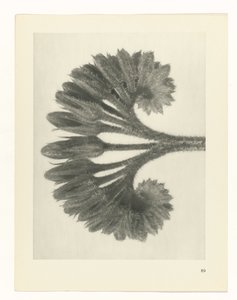 Plant Study (Urformen der Kunst series)
