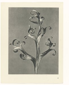 Plant Study (Urformen der Kunst series)
