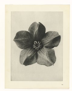Plant Study (Urformen der Kunst series)
