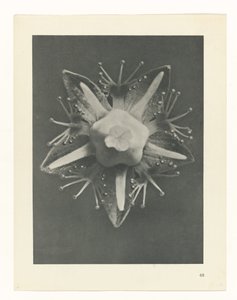 Plant Study (series title: Urformen der Kunst)