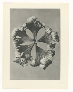 Plant Study (series title: Urformen der Kunst)