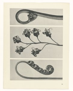 Plant Study (series title: Urformen der Kunst)