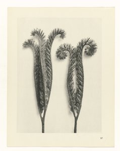 Plant Study (series title: Urformen der Kunst)