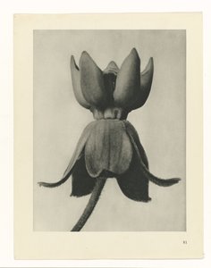 Plant Study (series title: Urformen der Kunst)