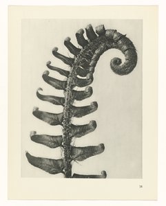 Plant Study (series title: Urformen der Kunst)