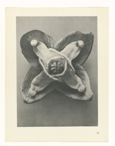 Plant Study (series title: Urformen der Kunst)