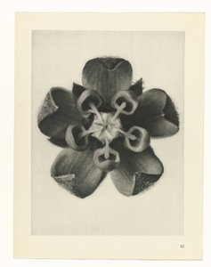 Plant Study (series title)