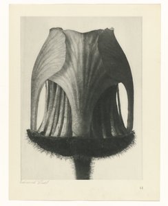 Plant Study (Urformen der Kunst series)