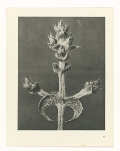 Plant Study (Urformen der Kunst series)