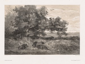 Animals and Landscape after Nature: Wild Boar in a Pond by Karl Bodmer