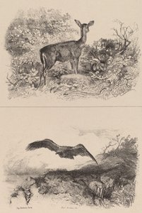 Deer, Eagle by Karl Bodmer