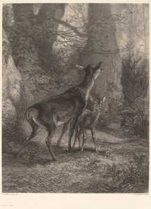 Doe and Fawn by Karl Bodmer